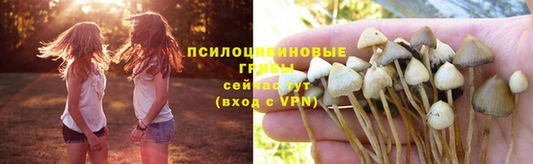 PSILOCYBIN Бородино
